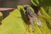 Phaonia valida